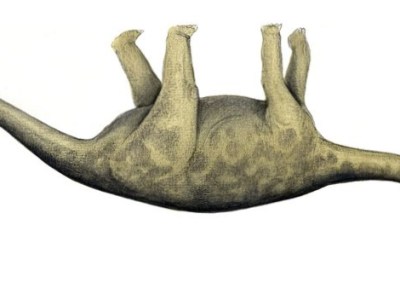 دایناسورهایی که بر سقف راه&nbsp;می‌­روند