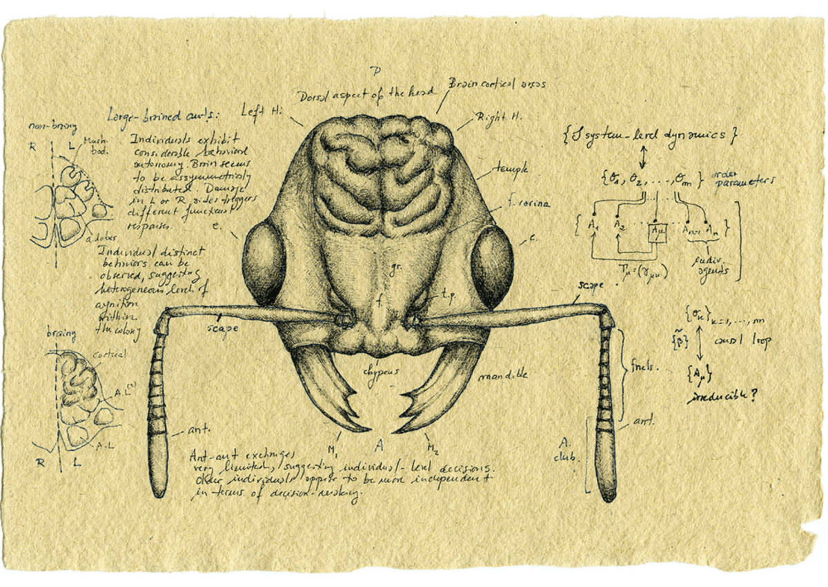 شبه‌علم، نوروپلاستیسیتی و کله‌ی&nbsp;مورچه‌ها